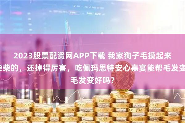 2023股票配资网APP下载 我家狗子毛摸起来干干柴柴的，还掉得厉害，吃佩玛思特安心嘉宴能帮毛发变好吗？